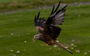 red kite01